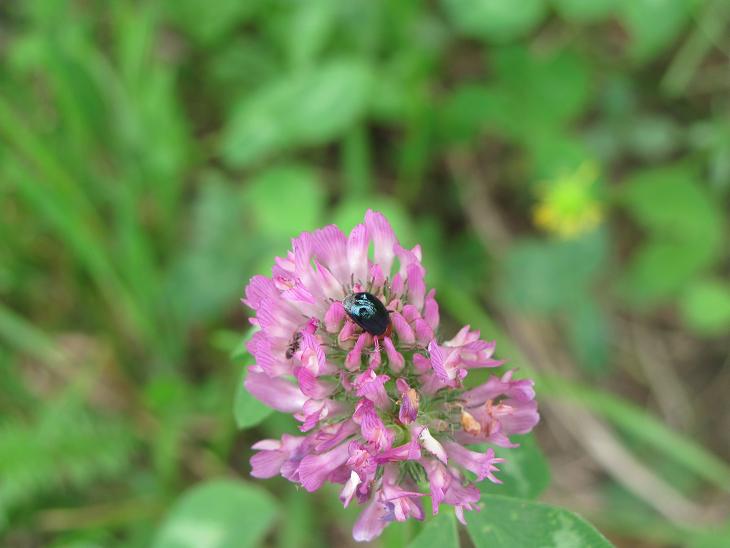 Crisomelide da determinare: Smaragdina sp.